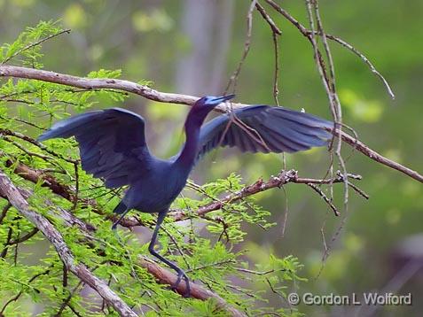 Gathering Nest Material_46754.jpg - Little Blue Heron (Egretta caerulea)Photographed near Breaux Bridge, Louisiana, USA.